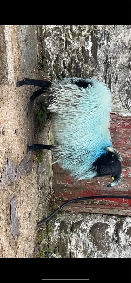 ✅SIS RAM LAMBS✅ - Image 3