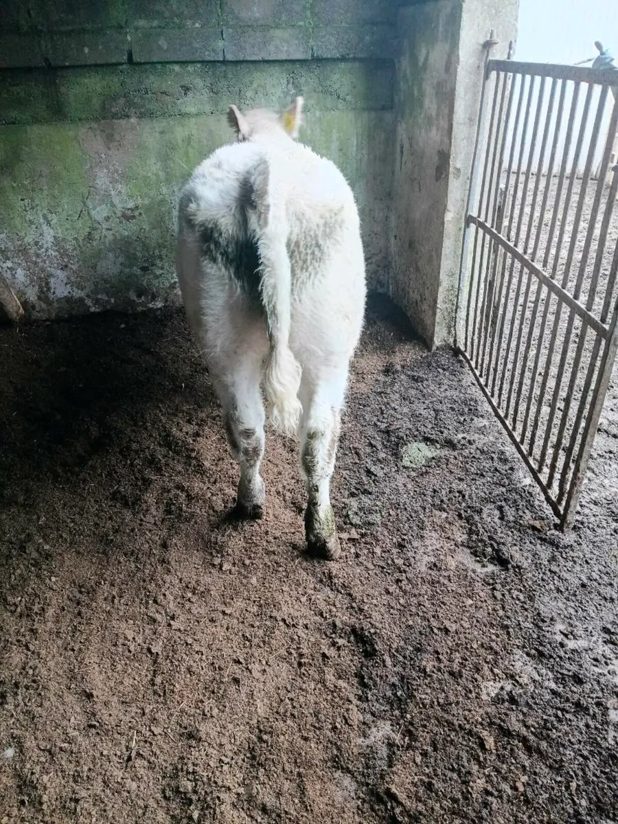 Pb  charolais - Image 1