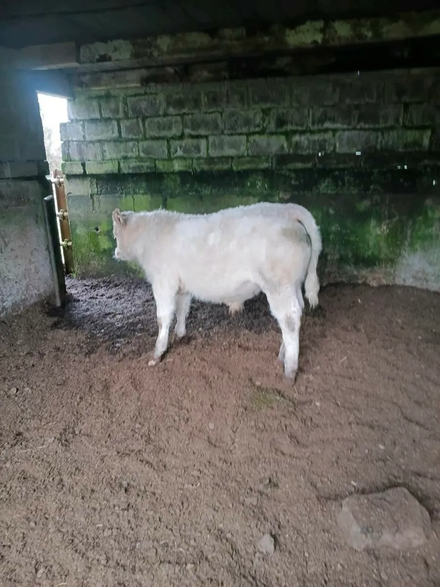 Pb  charolais - Image 2