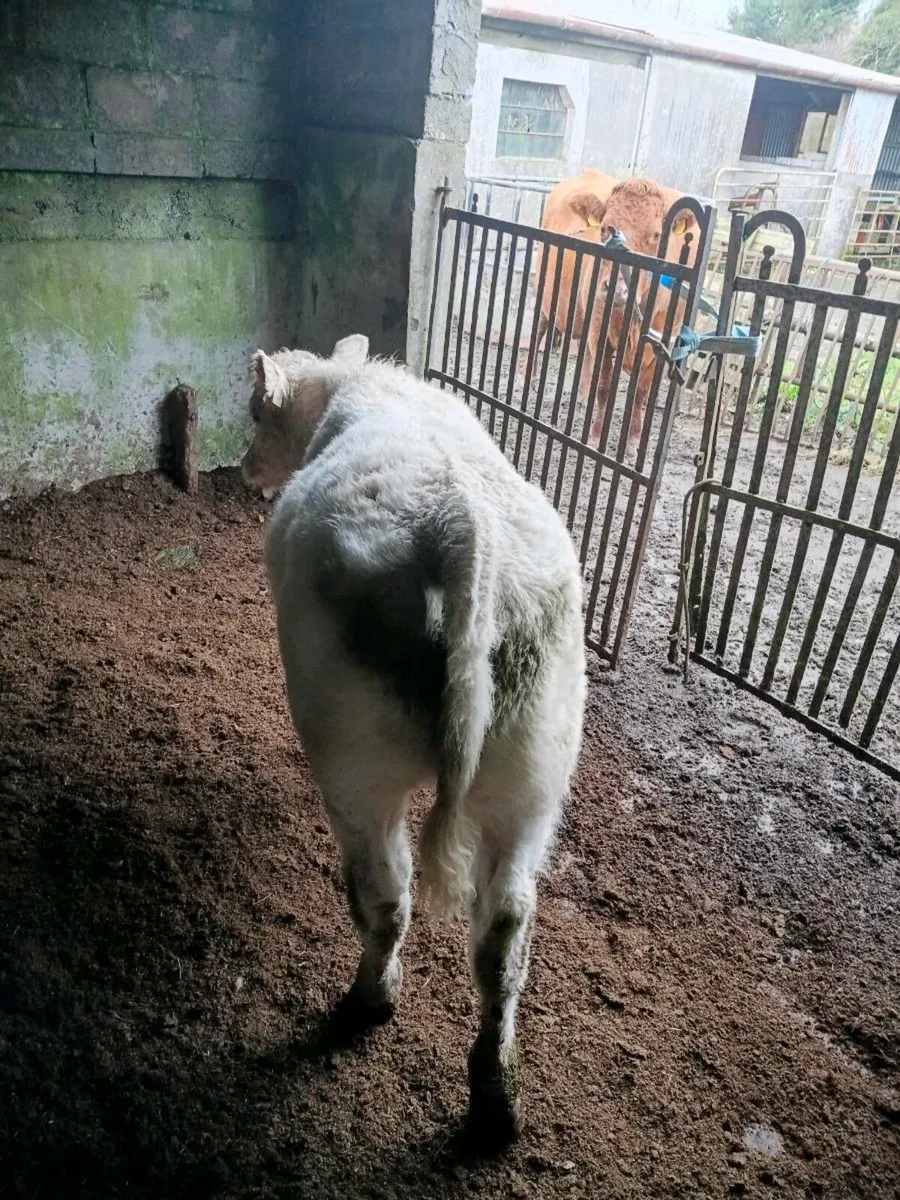 Pb  charolais - Image 3