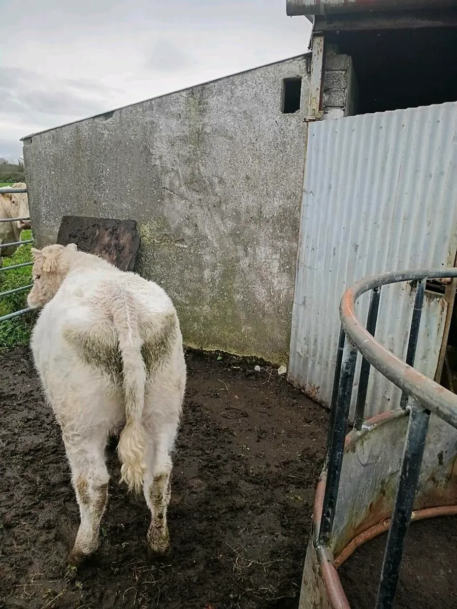 Pb  charolais - Image 4