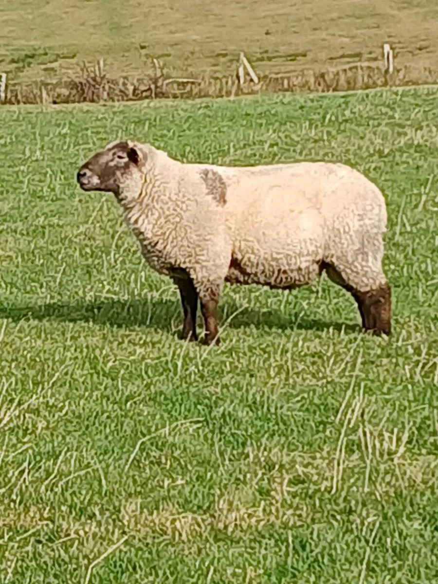 Pedigree Rams. - Image 1