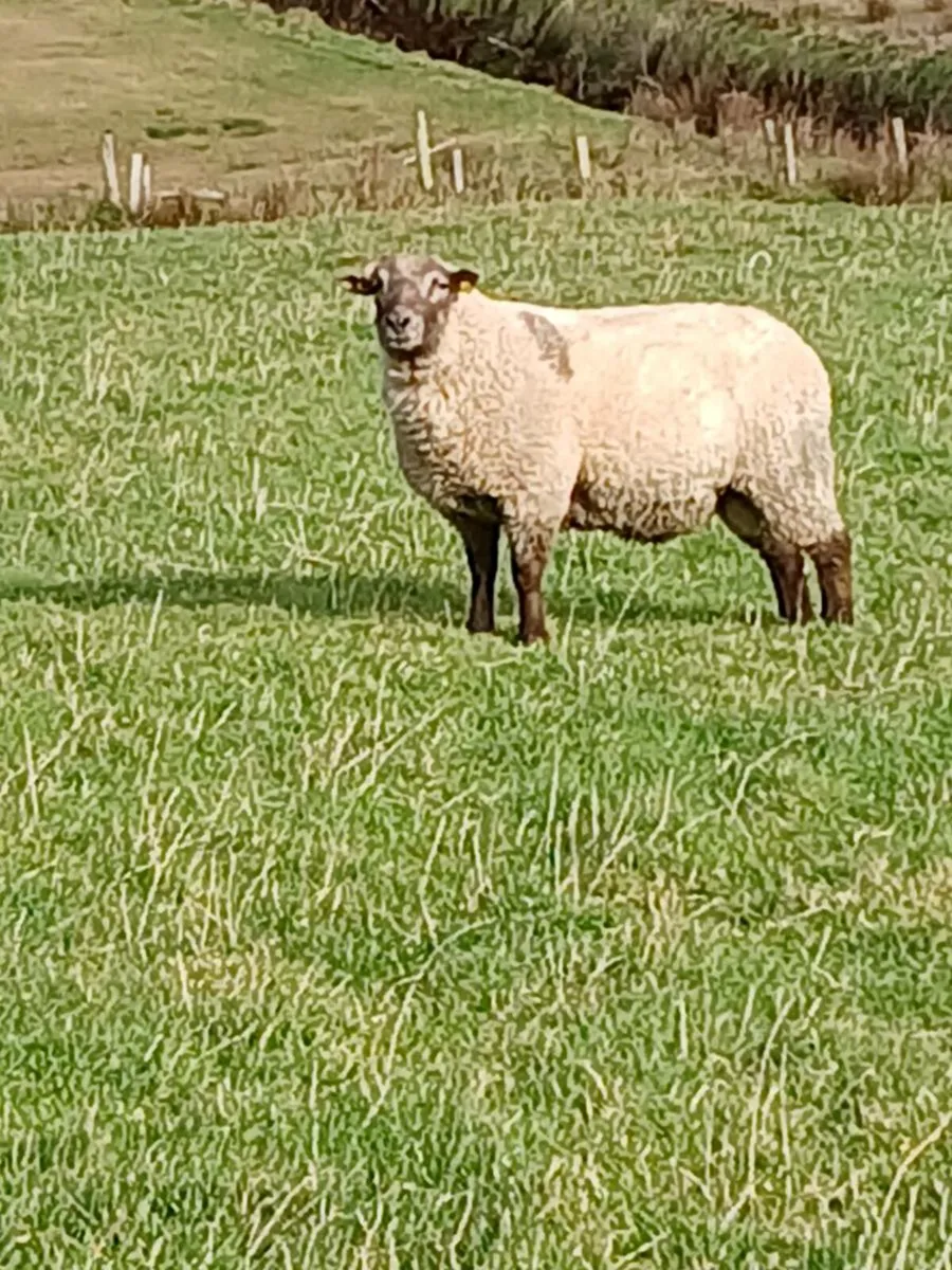 Pedigree Rams. - Image 2