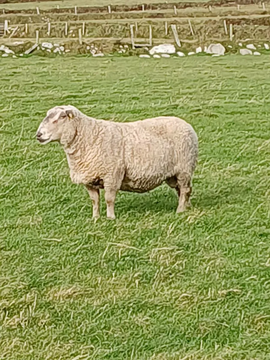 Pedigree Rams. - Image 3