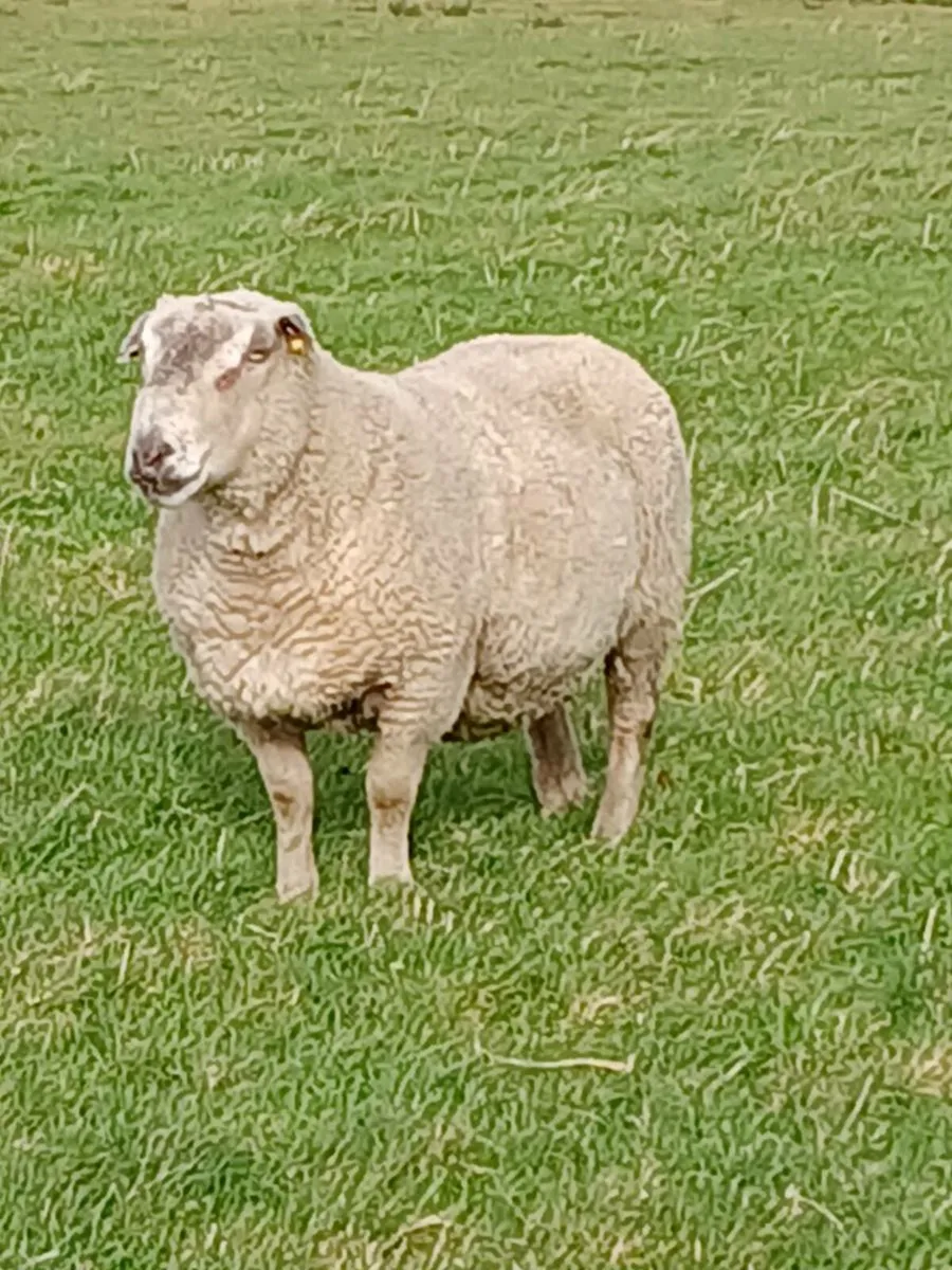 Pedigree Rams. - Image 4