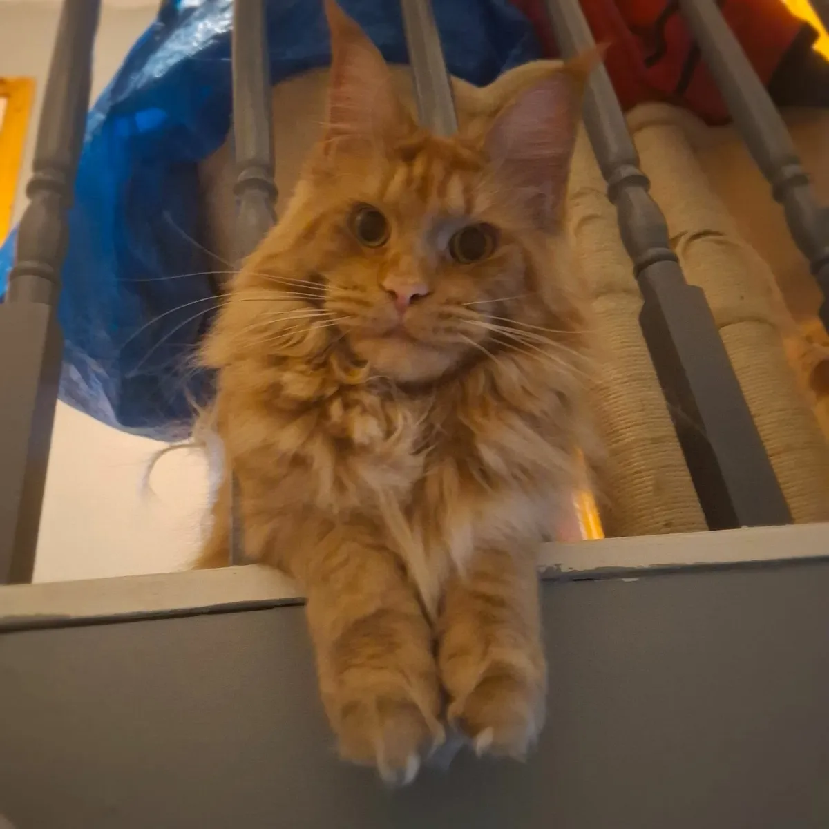 Maine coon cat - Image 1