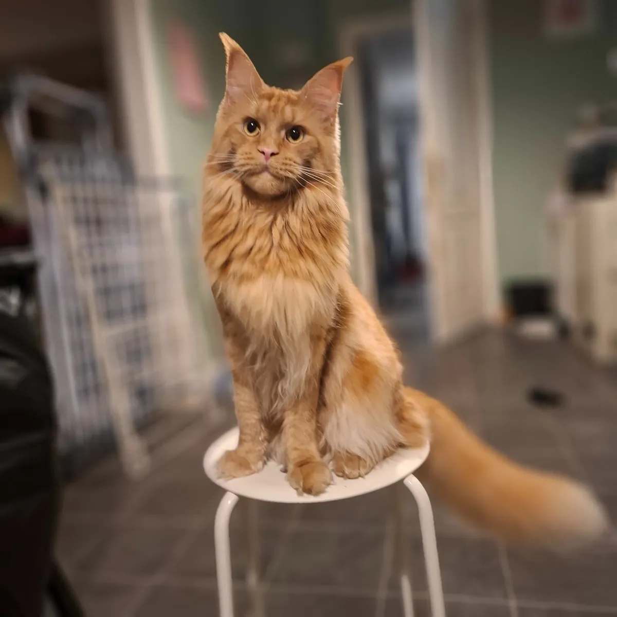 Maine coon cat - Image 2