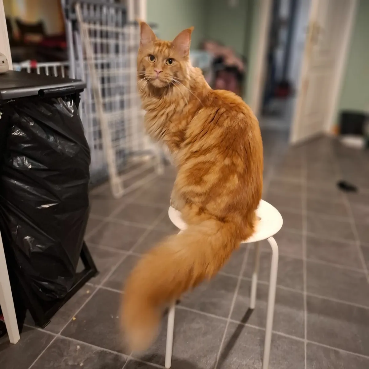 Maine coon cat - Image 3