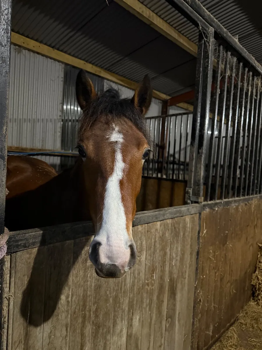 🏅 Full Connemara Yearling Filly (Rising 2yo) - Image 1