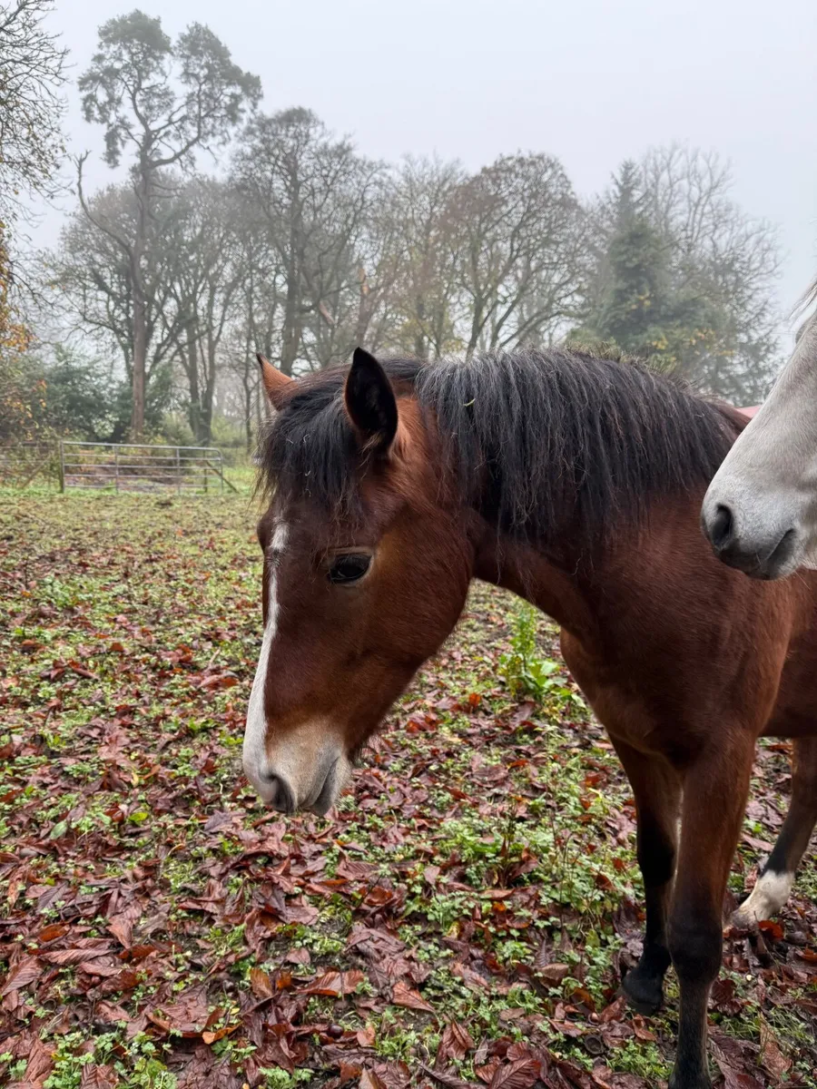 🏅 Full Connemara Yearling Filly (Rising 2yo) - Image 2