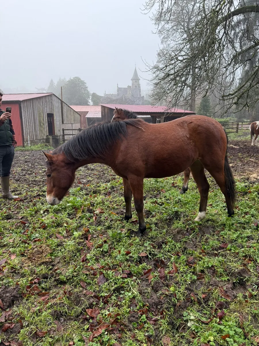 🏅 Full Connemara Yearling Filly (Rising 2yo) - Image 3