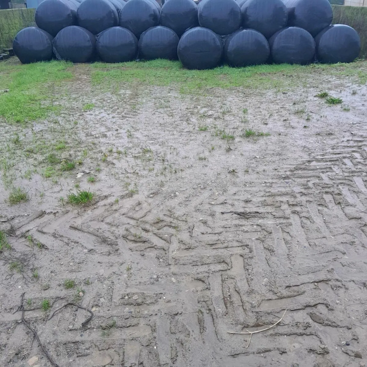 Maize Bales For Sale