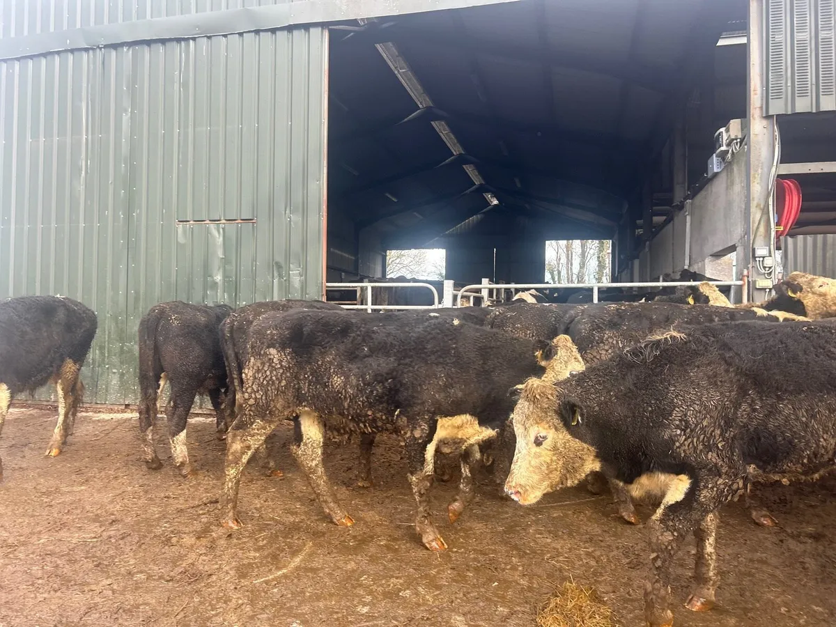 12 super 470 kg Hereford bullocks - Image 1