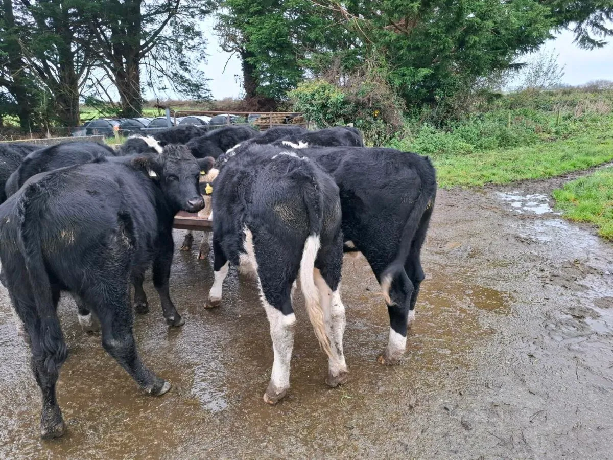 Whitehead bullocks - Image 1