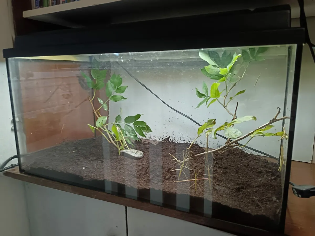 Indian stick insects & Tank - Image 2