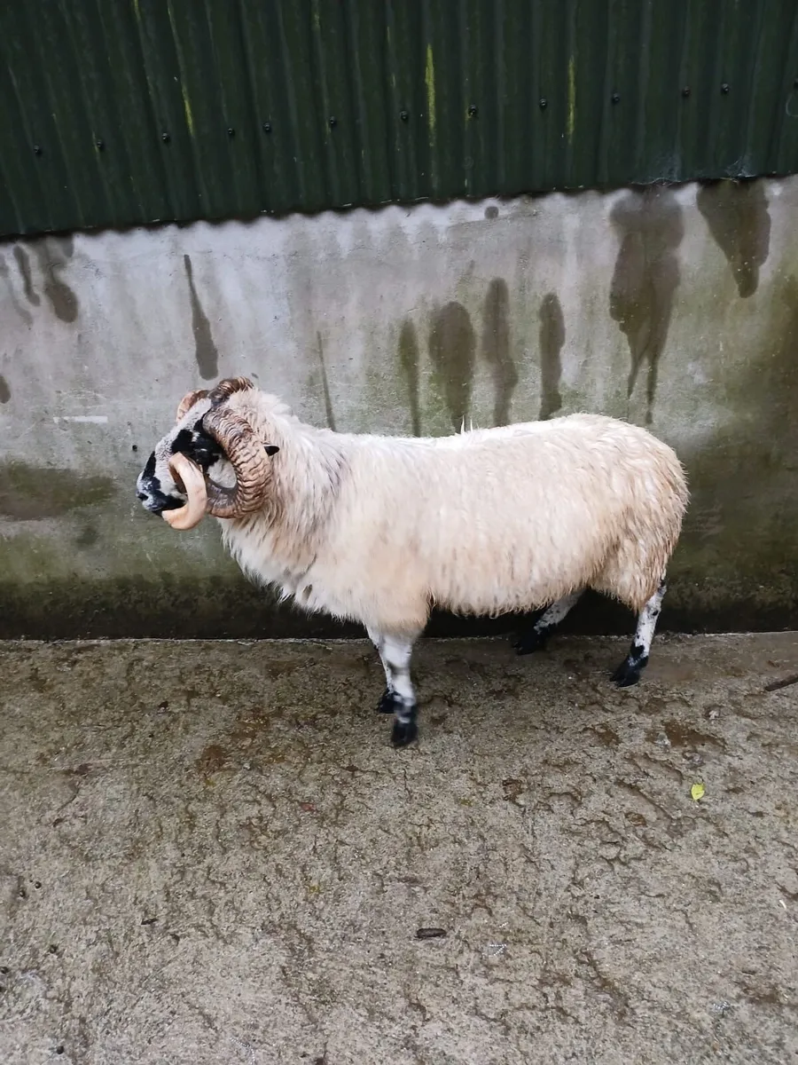 Scotch Ram - Image 3