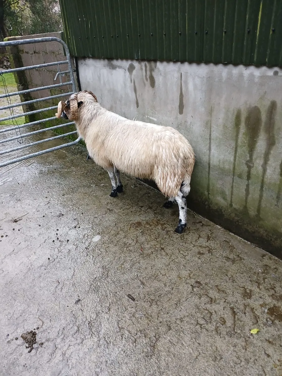 Scotch Ram - Image 4
