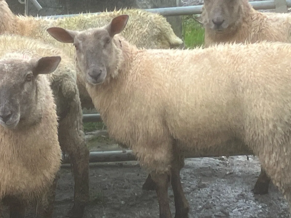 Charlaois X ewe lambs - Image 2