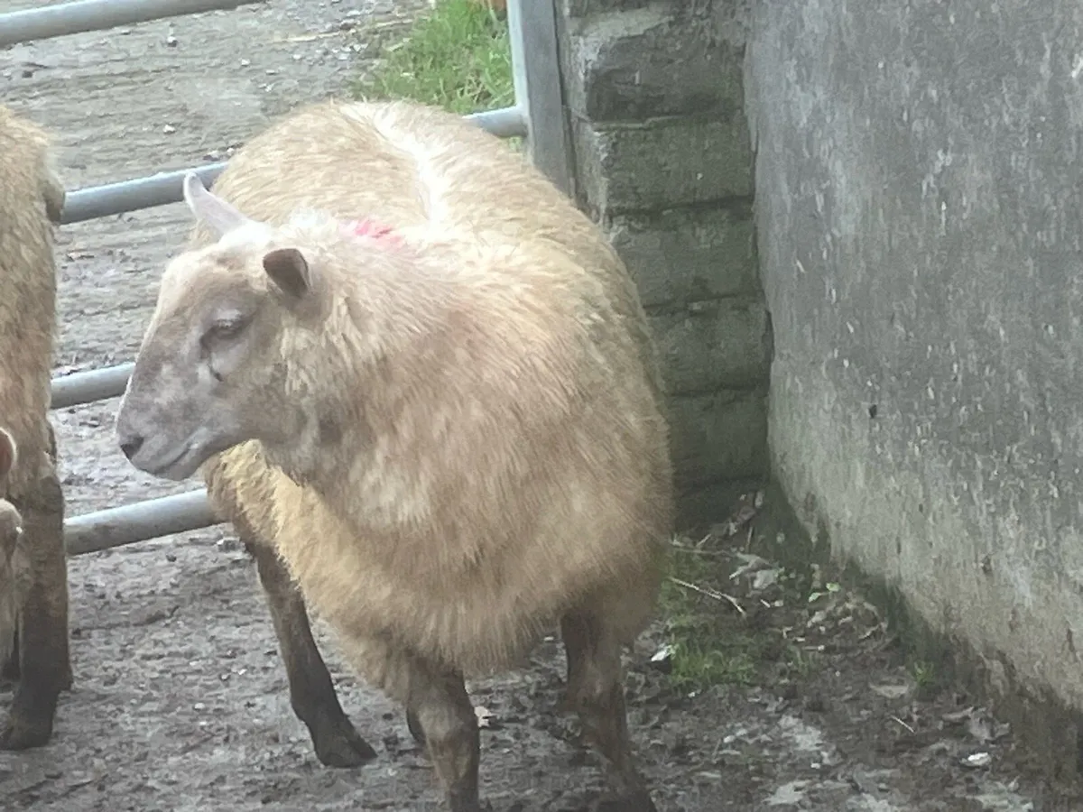 Charlaois X ewe lambs - Image 3