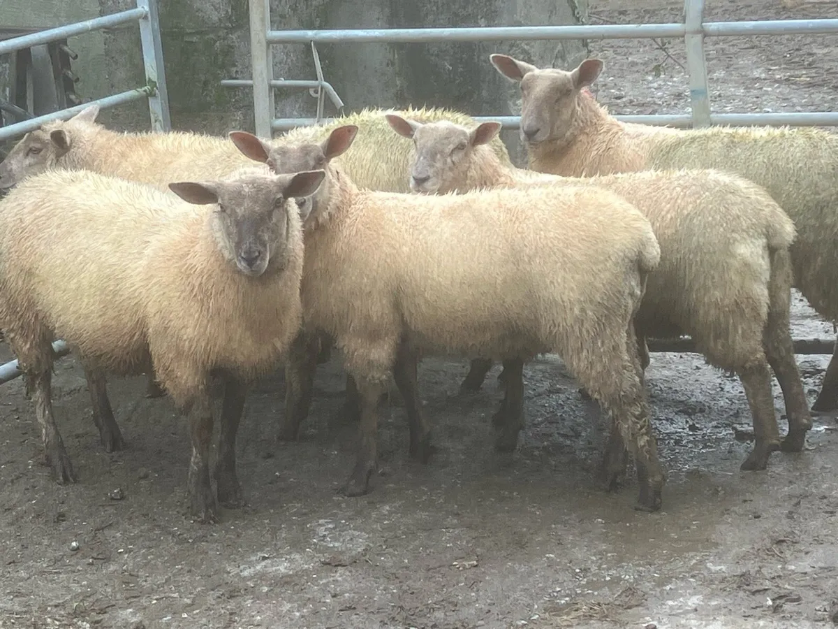 Charlaois X ewe lambs - Image 4