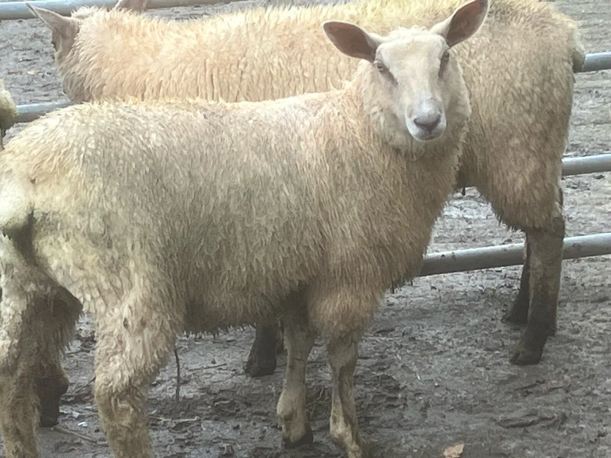 Charlaois X ewe lambs - Image 1