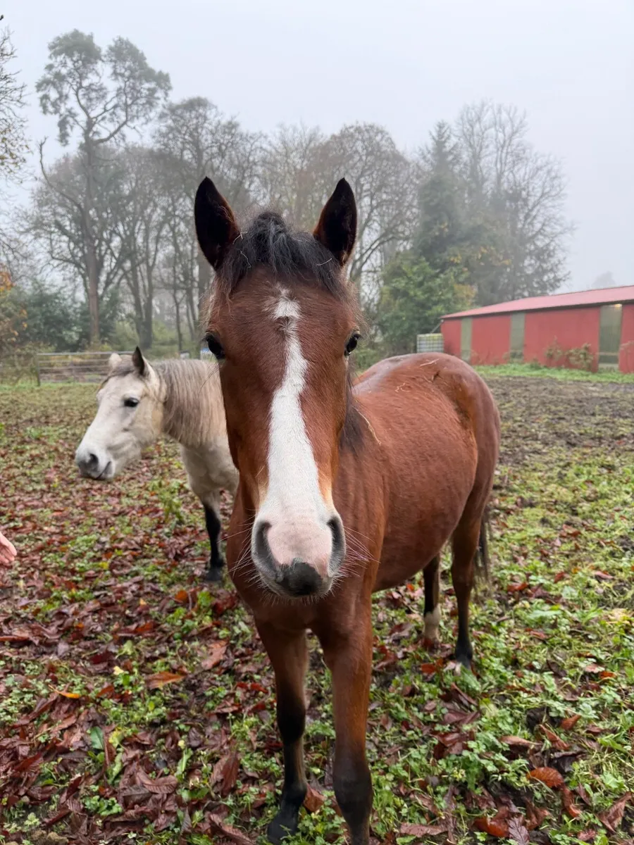 🏅 Full Connemara Yearling Filly (Rising 2yo) - Image 4