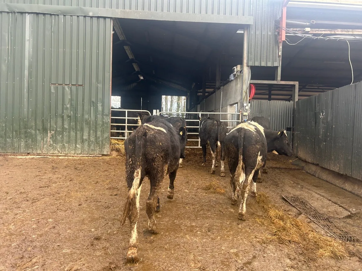 5 super 480 kg British Frisian bullocks - Image 1