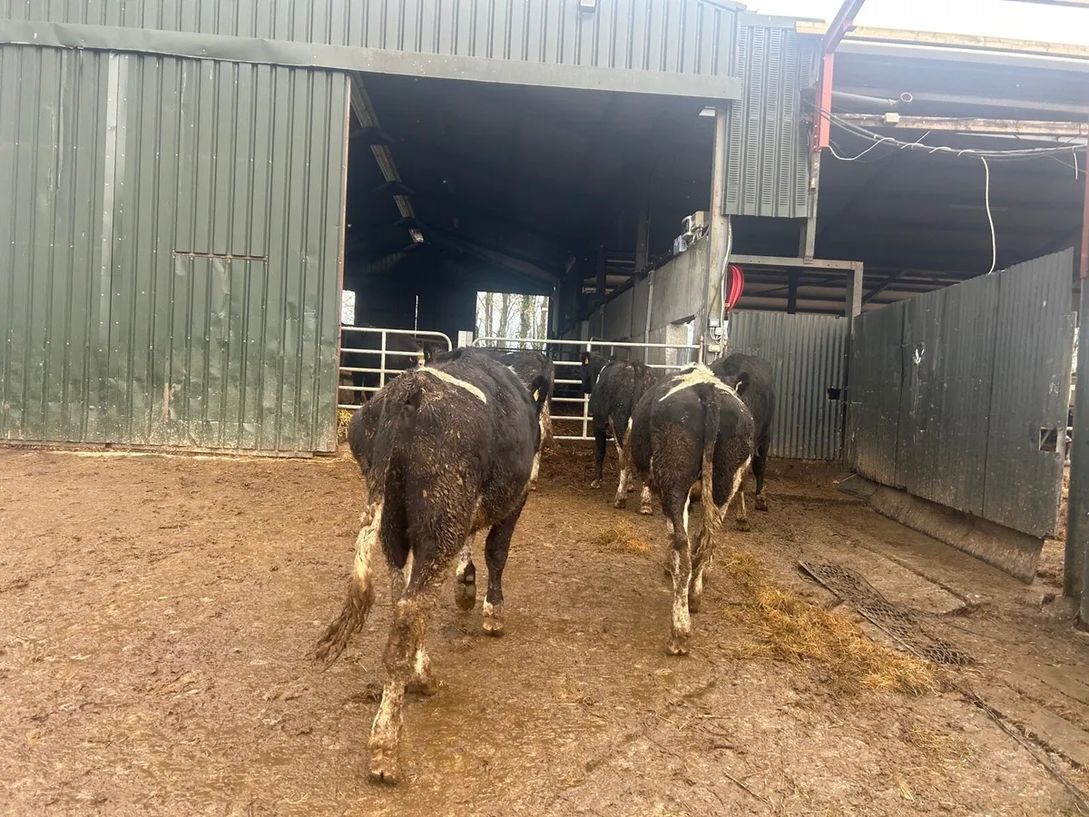 5 super 480 kg British Frisian bullocks - Image 2