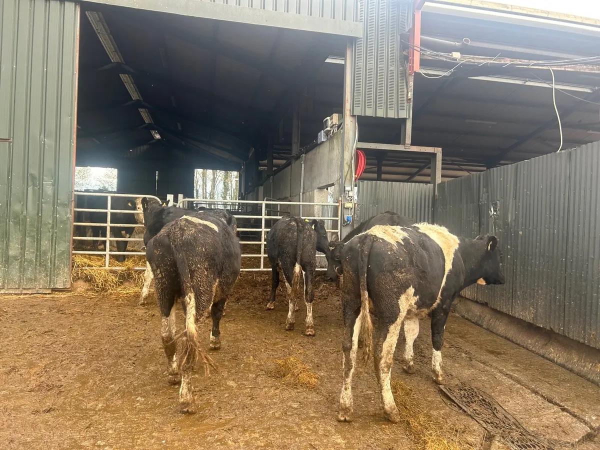 5 super 480 kg British Frisian bullocks - Image 3