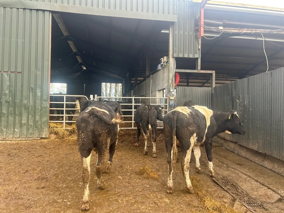 5 super 480 kg British Frisian bullocks - Image 4