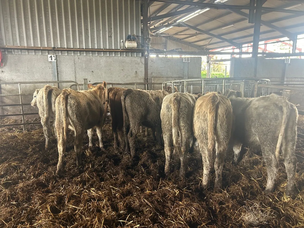 10 super march born  charlaois heifers - Image 1
