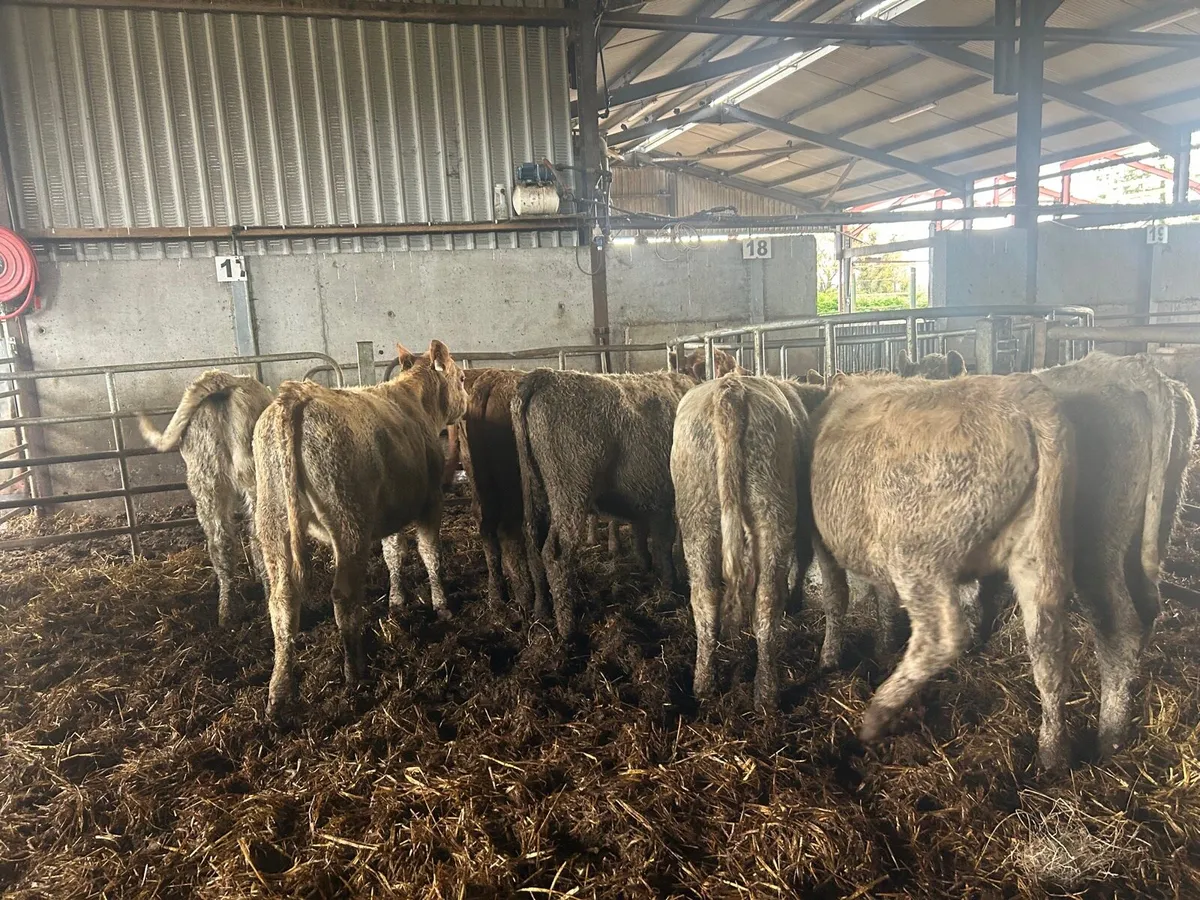 10 super march born  charlaois heifers - Image 2