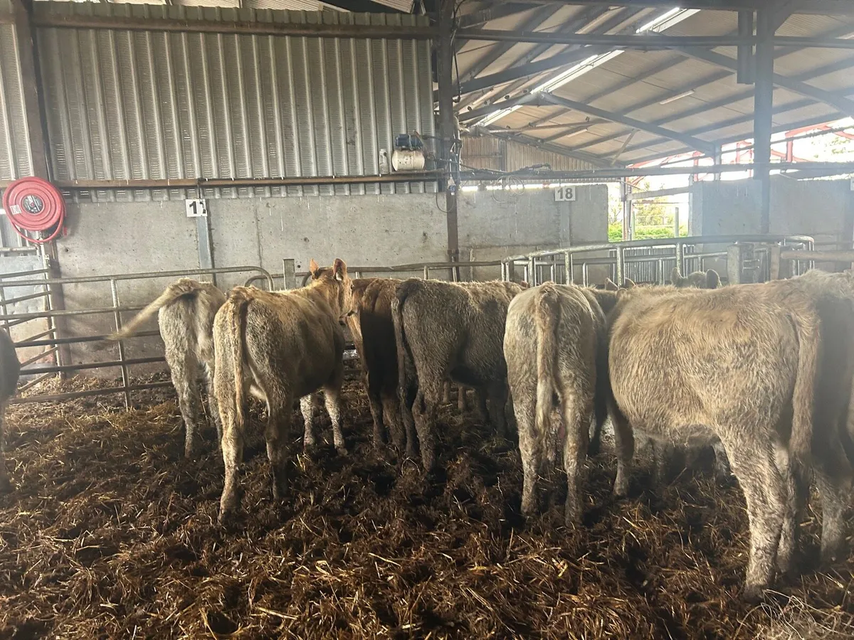 10 super march born  charlaois heifers - Image 3