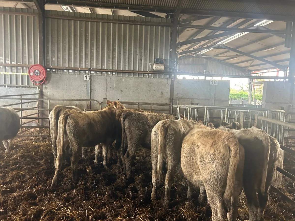 10 super march born  charlaois heifers - Image 4