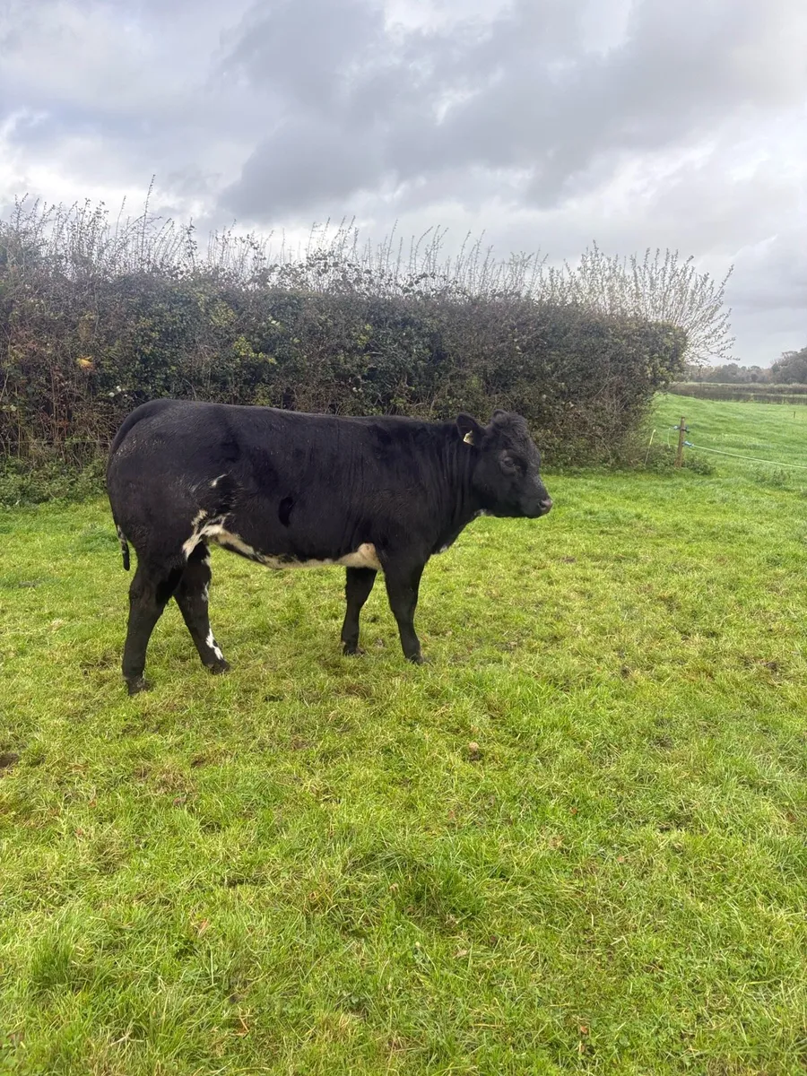 BREEDING HEIFERS - Image 2