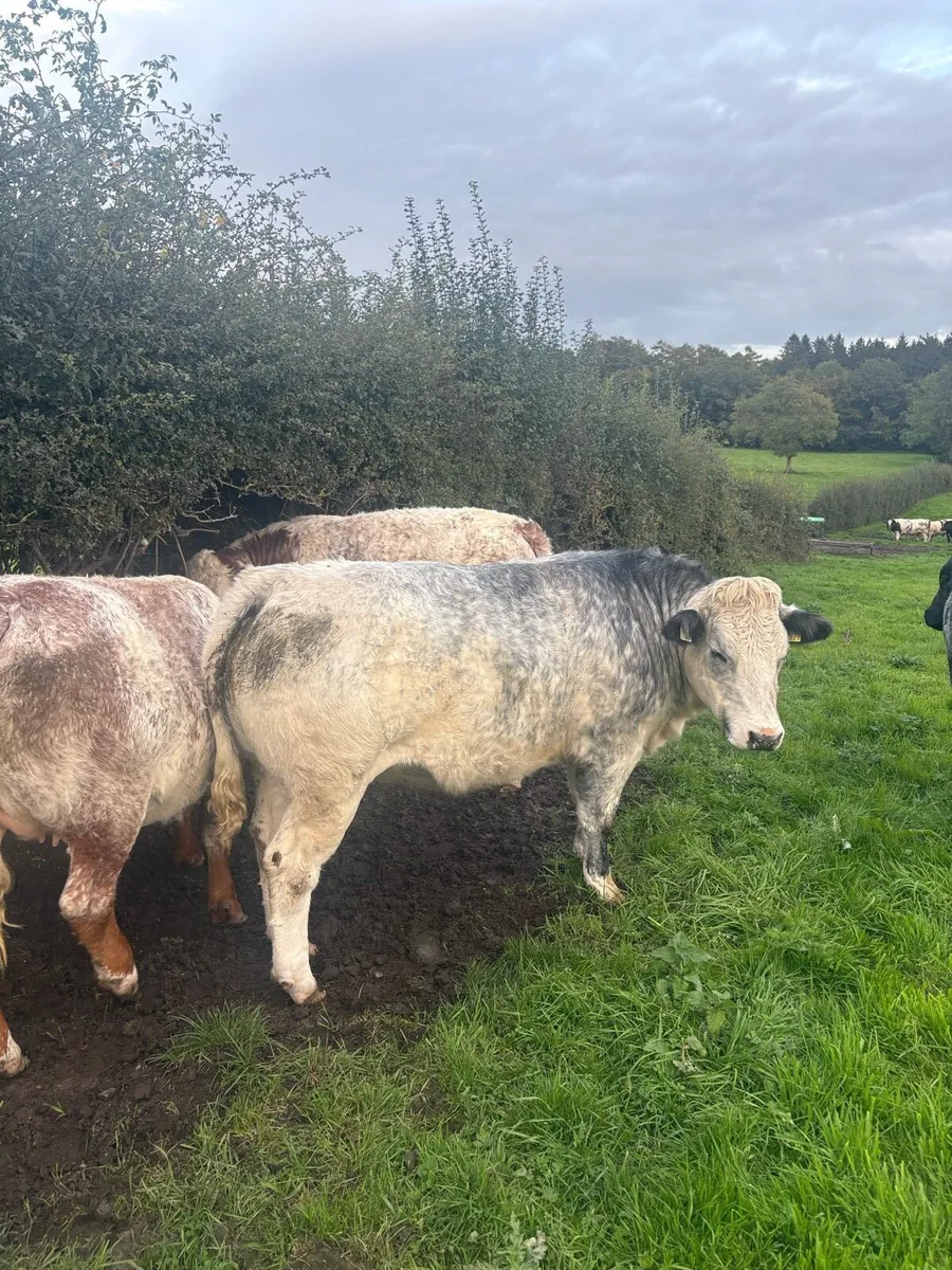 BREEDING HEIFERS - Image 3