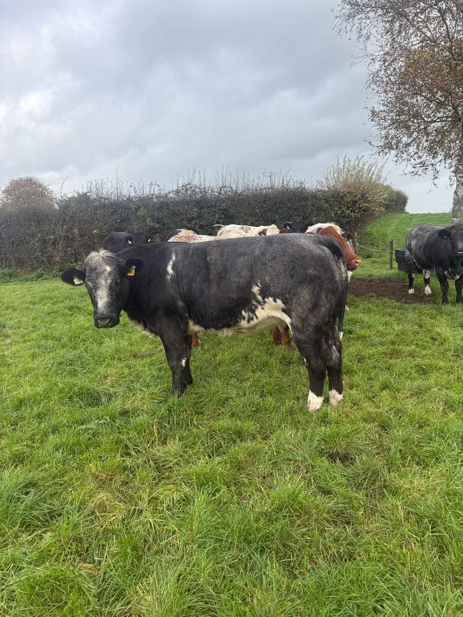 BREEDING HEIFERS - Image 4