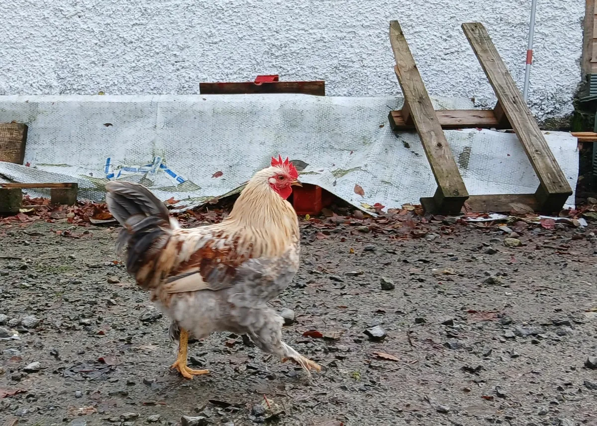 Handsome Young Bantam Rooster - Image 2