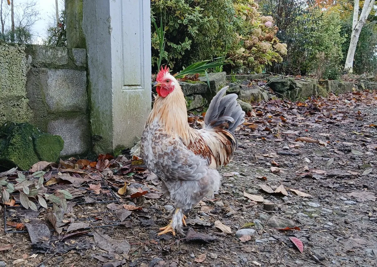 Handsome Young Bantam Rooster - Image 1