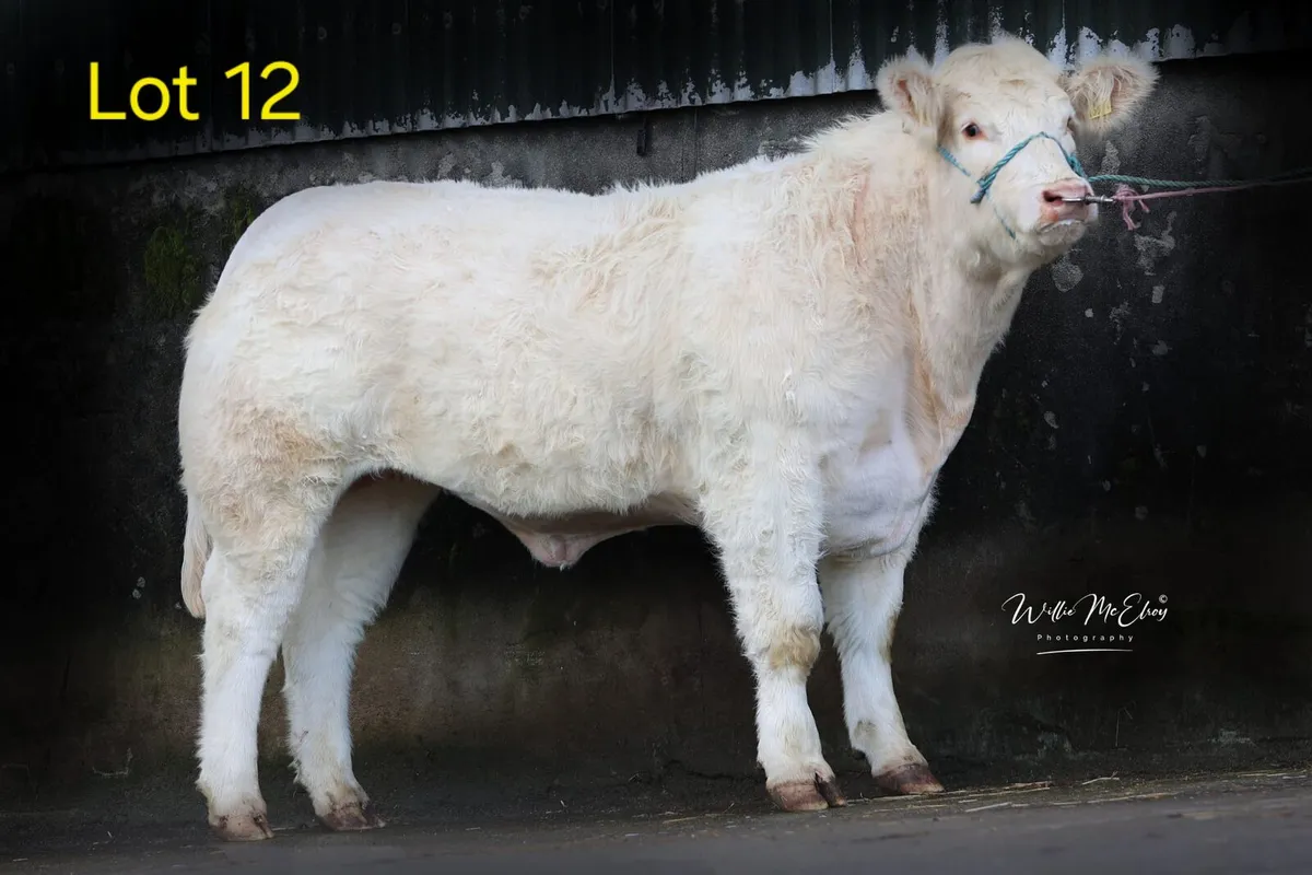 🔥 Pedigree Charolais Heifers For Sale 🔥 - Image 3