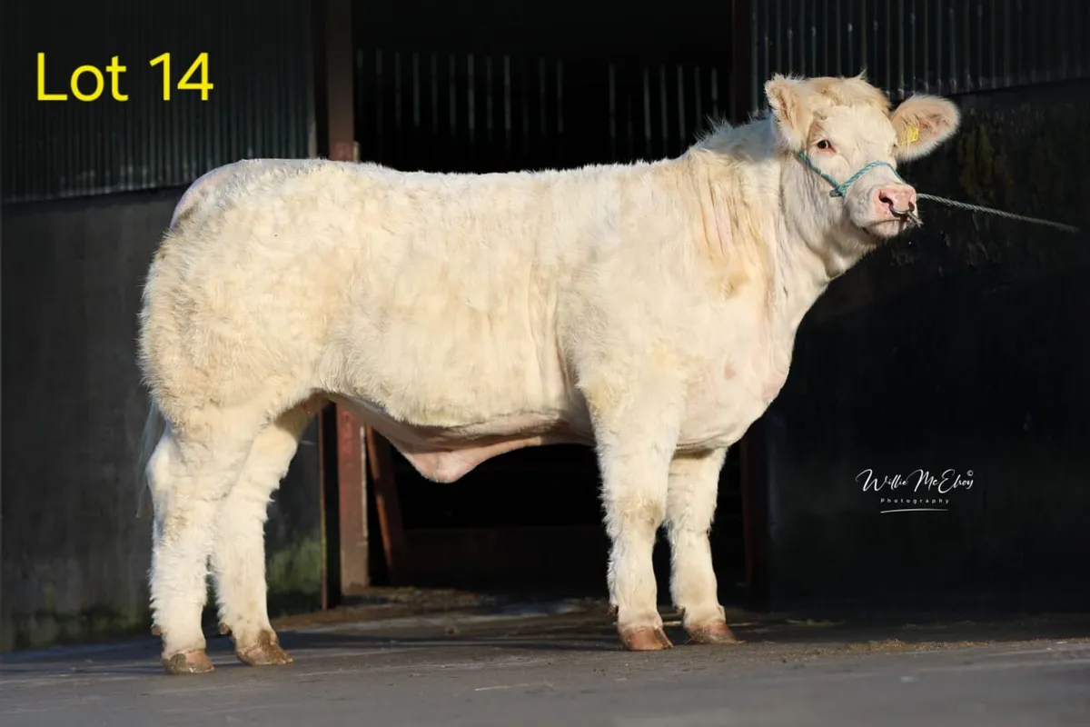 🔥 Pedigree Charolais Heifers For Sale 🔥 - Image 4