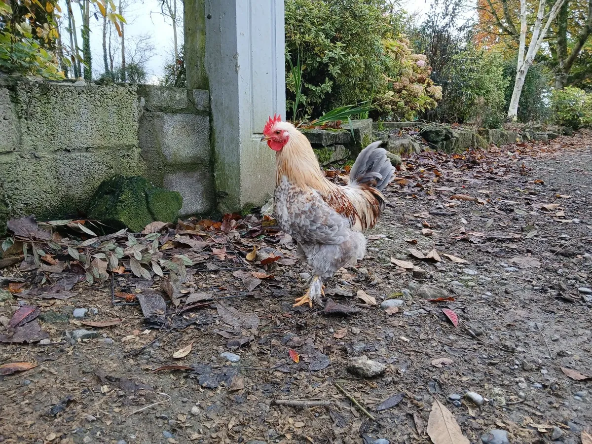 Handsome Young Bantam Rooster - Image 4