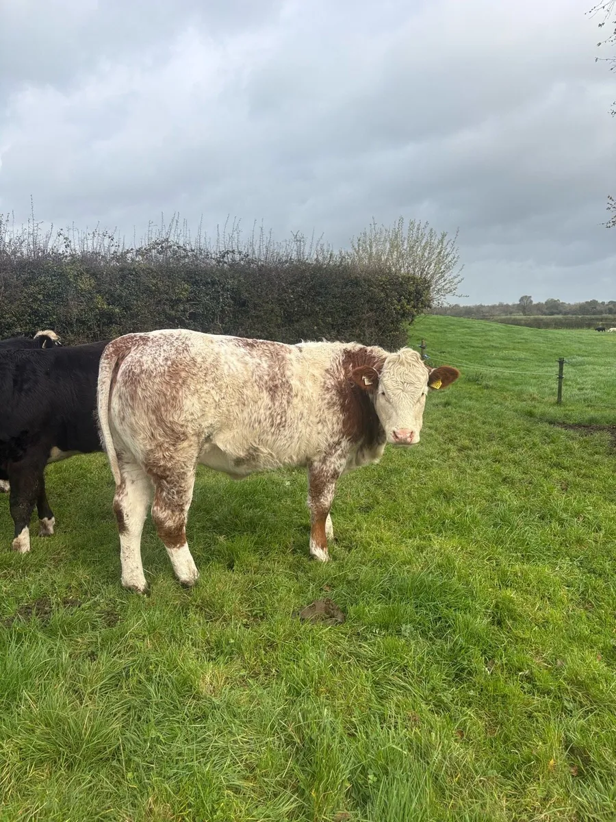 BREEDING HEIFERS - Image 1