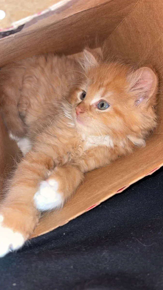 Kitten - Image 2