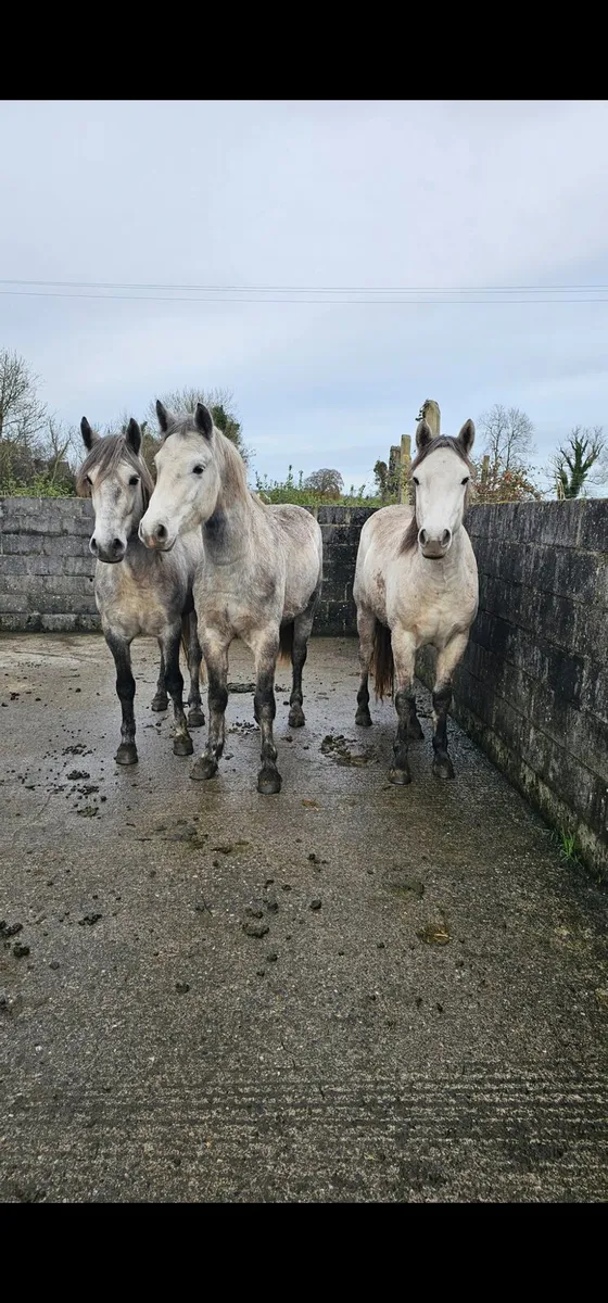 3 and 4yr old Connemara Geldings - Image 1