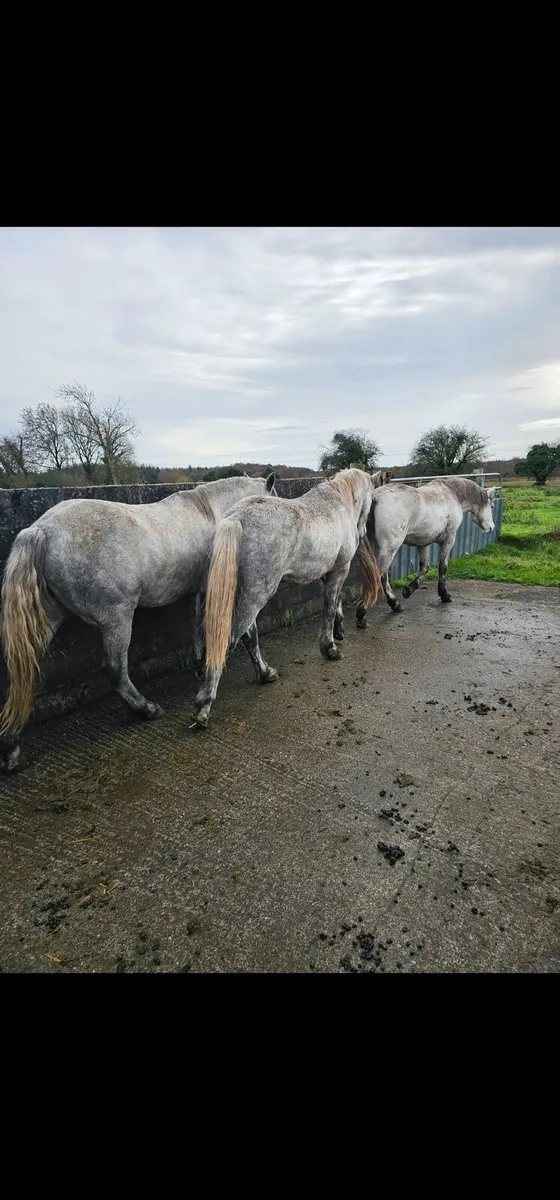 3 and 4yr old Connemara Geldings - Image 2