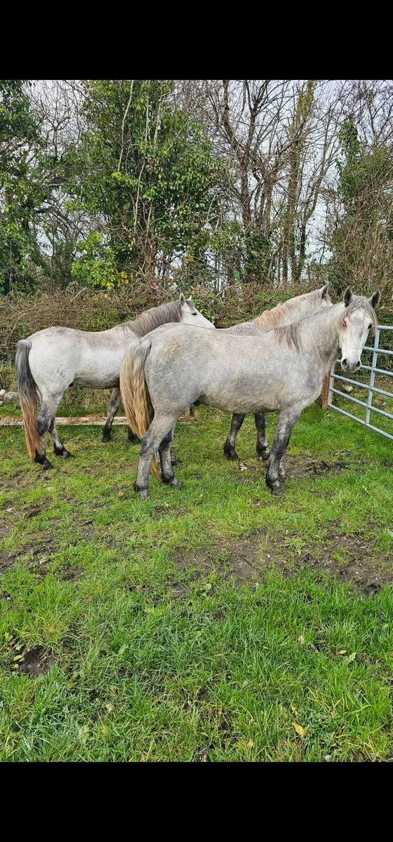3 and 4yr old Connemara Geldings - Image 3