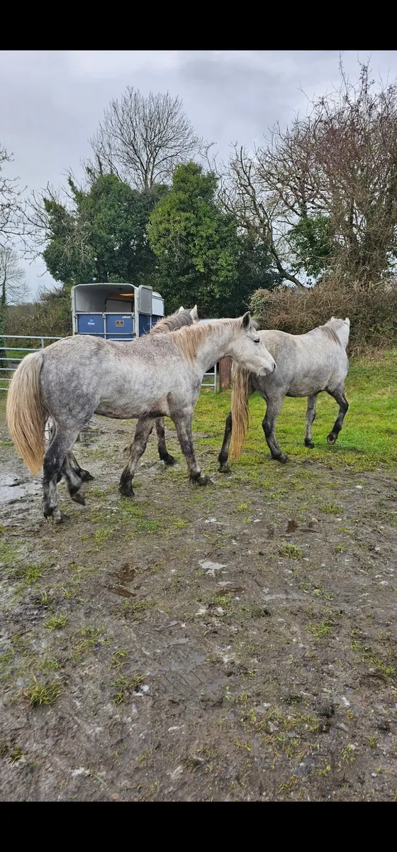 3 and 4yr old Connemara Geldings - Image 4