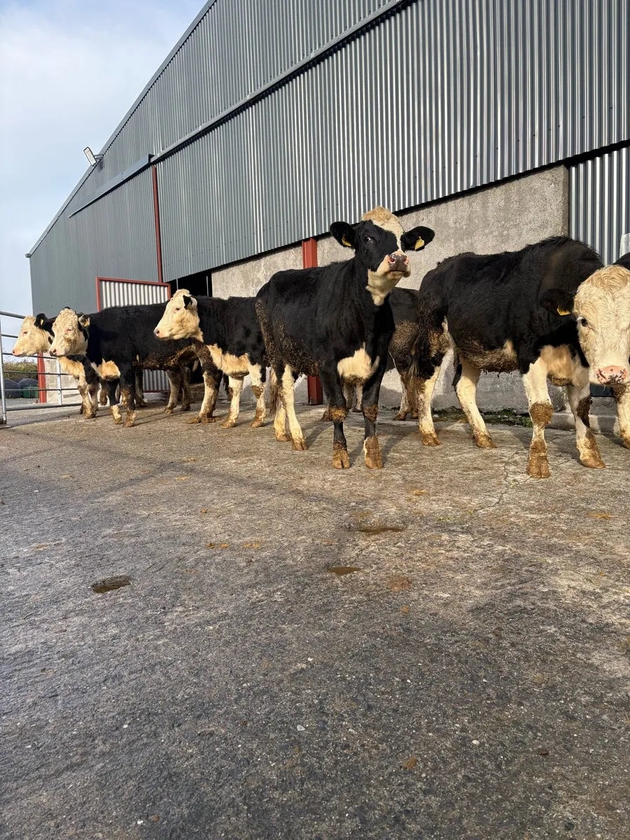 13 Whiteheads heifers - Image 1