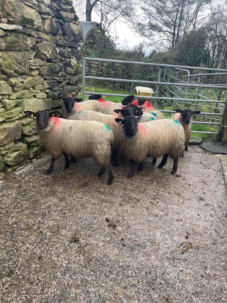 Suffock Mule ewe lambs - Image 1